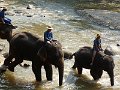 Chiang Mai P0116 Maetaman Elephant Camp